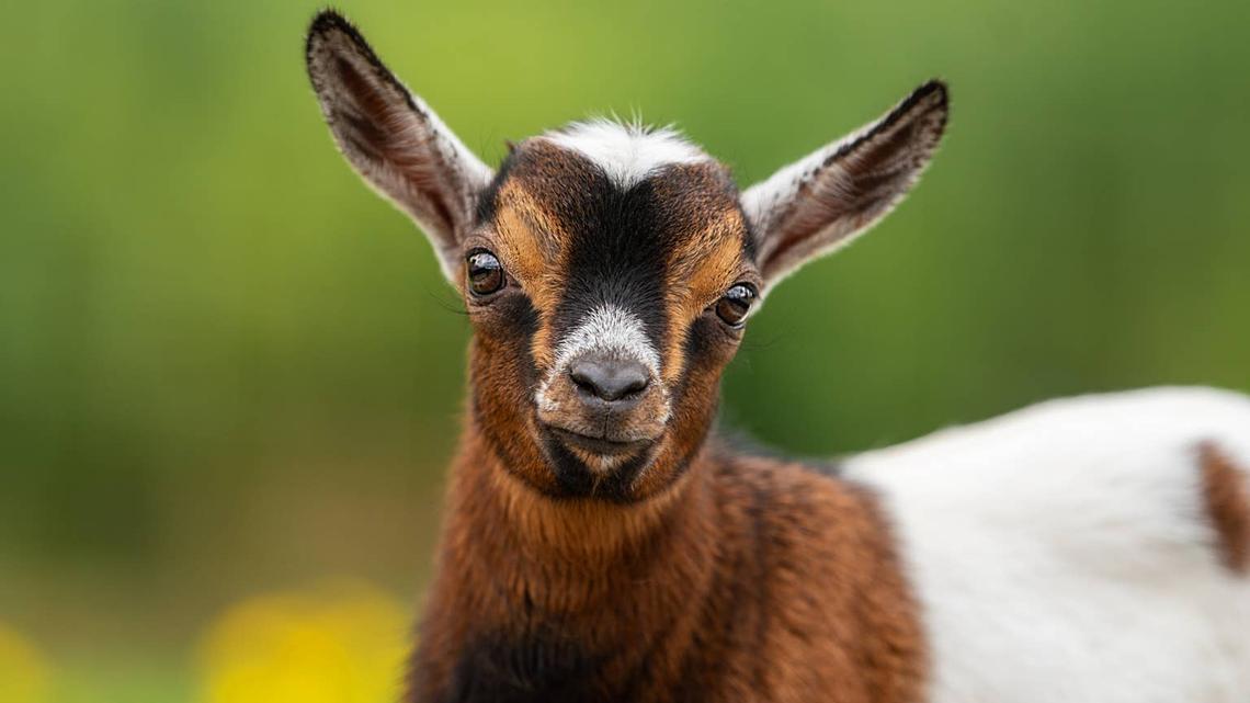 Baby Goat Nibbles on Calico Cat's Ear to Say ‘I Love You' Like the Besties They Are 