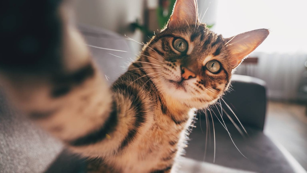 A tabby cat taking a selfie.