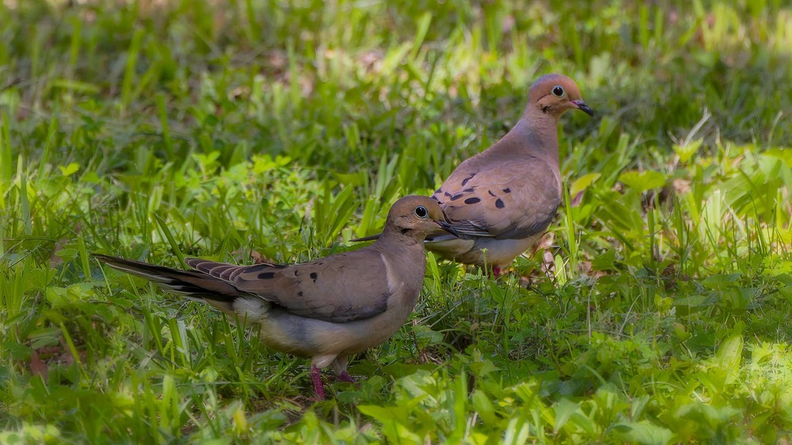 A Mourning Dove Family Set up Home in This Flower Box Rent-Free-and They're the Sweetest Tenants Ever 