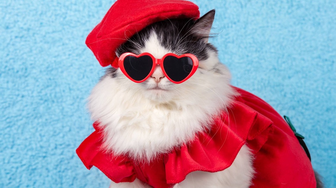 ‘Possum-Looking' Stray Cat Gets American Girl ‘Apartment' Like a Royal Princess 