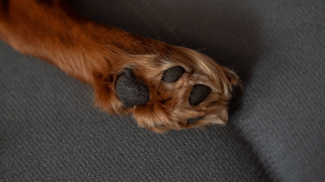 Breathtaking ‘Dalmatian' Golden Retriever Looks Like the Sweetest Baby Bumblebee 