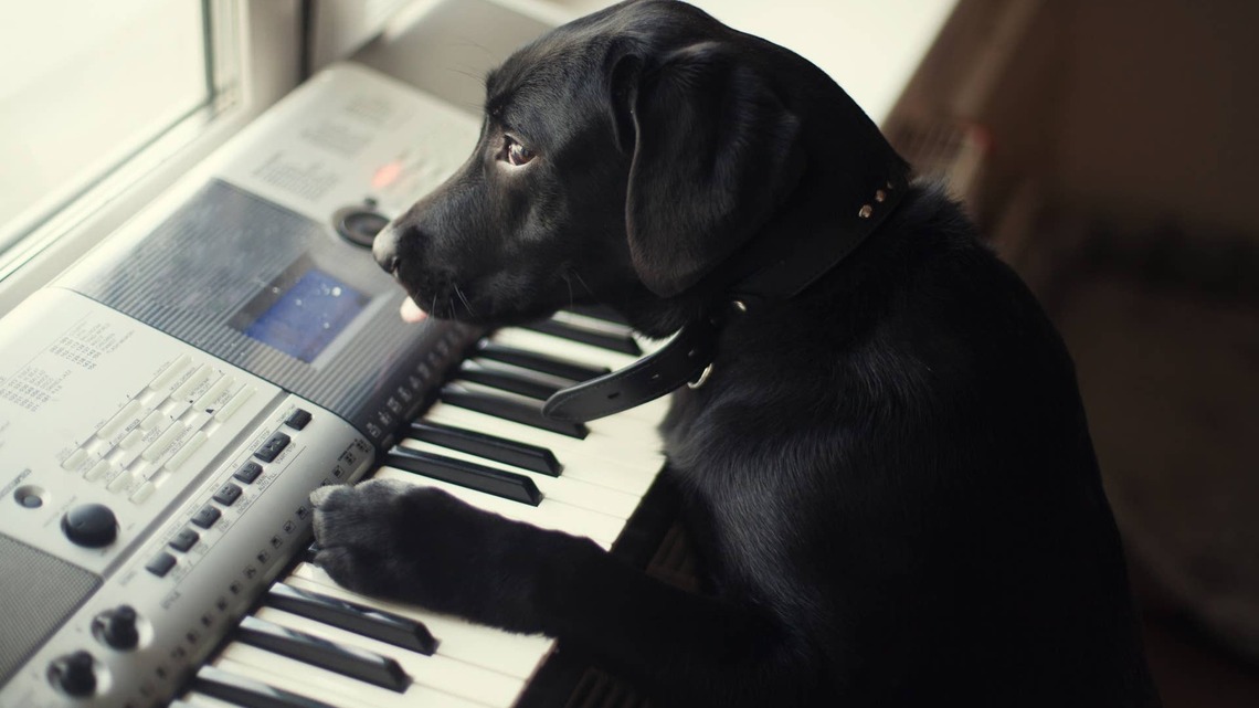 Black Labrador Who Loves Music Has the Sweetest Reaction To Visiting a Music School 