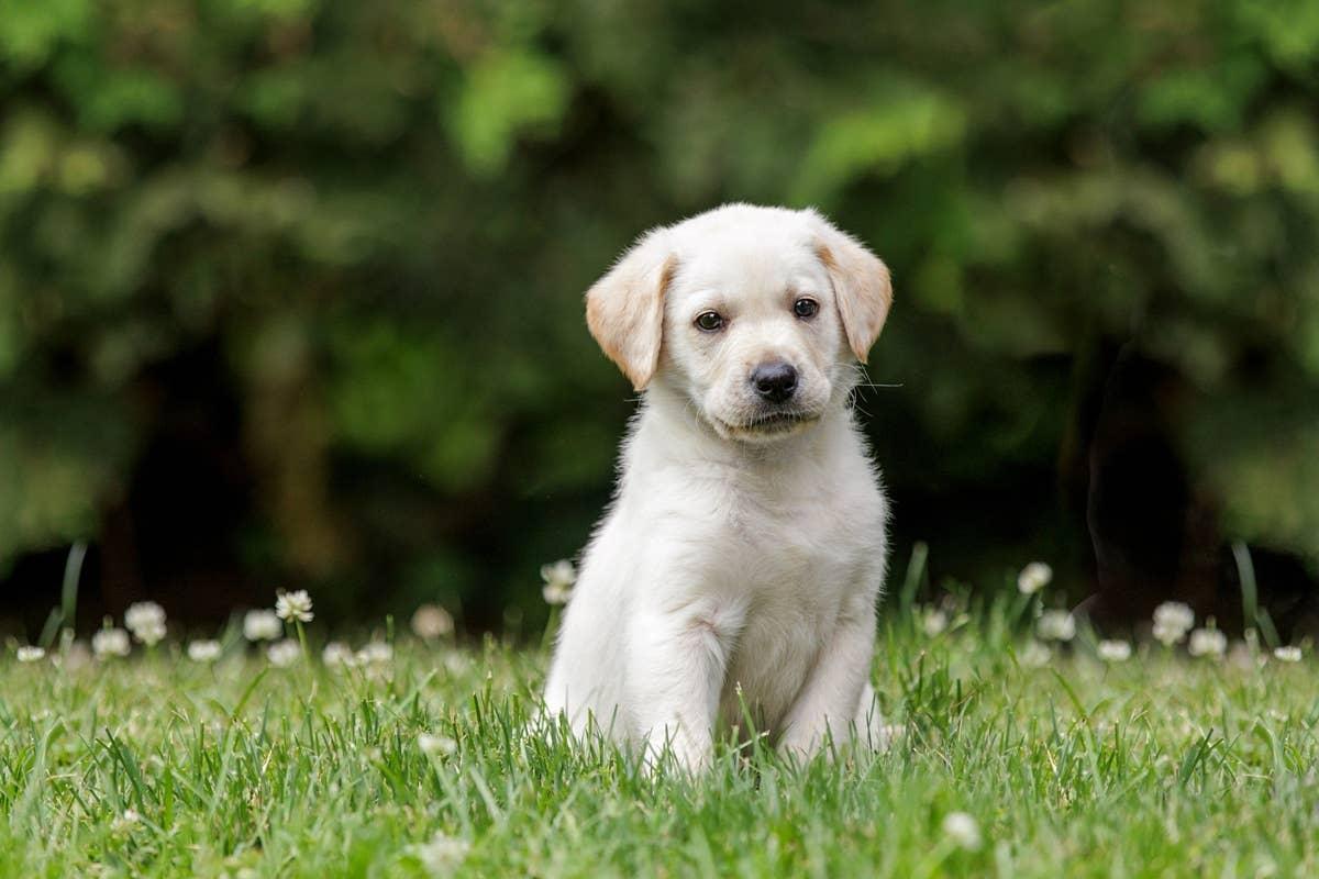  A young Lab looking at its June-born owner.