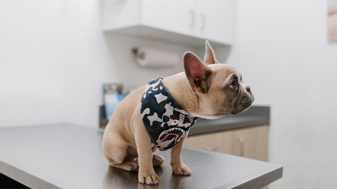 5 Hacks for Getting Your Stubborn Dog to Finally Take Their Medication 