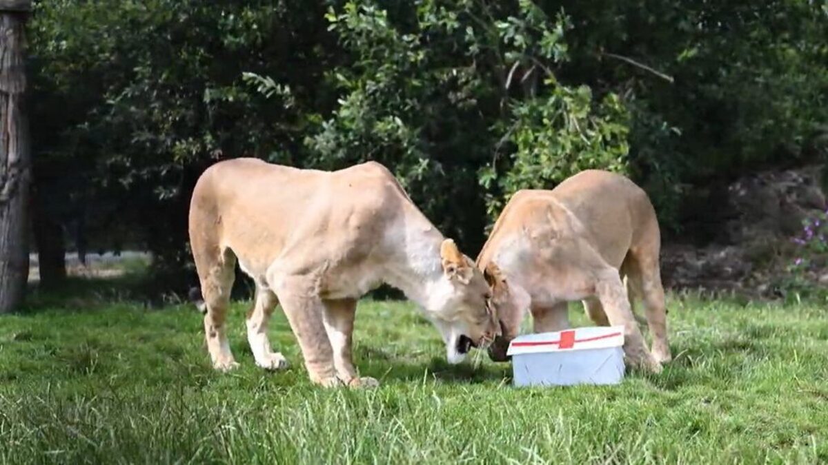 Lionesses choosing the England box. (The Big Cat Sanctuary via SWNS). 
