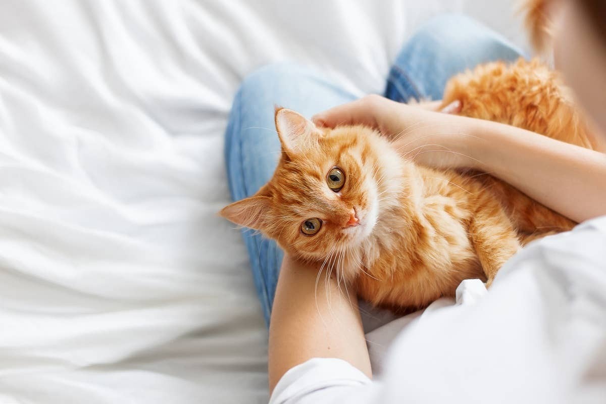 A cat being affectionate and showing subtle behaviors that they love a person.