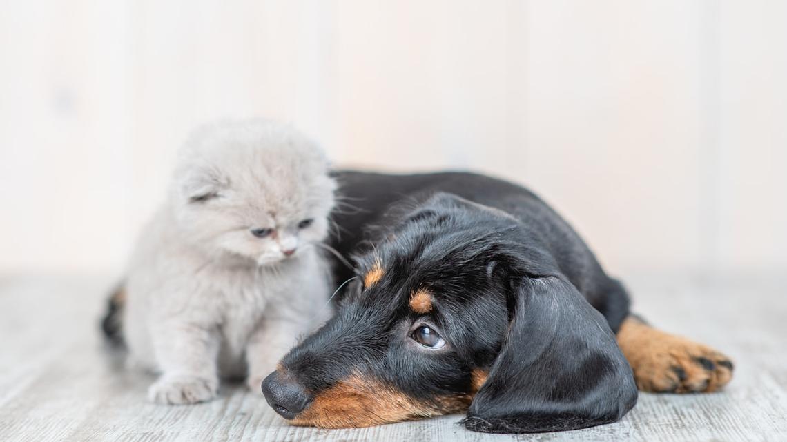 Dachshund's Sweet Love Story With the Family Cat Is Straight Out of a Disney Flick 