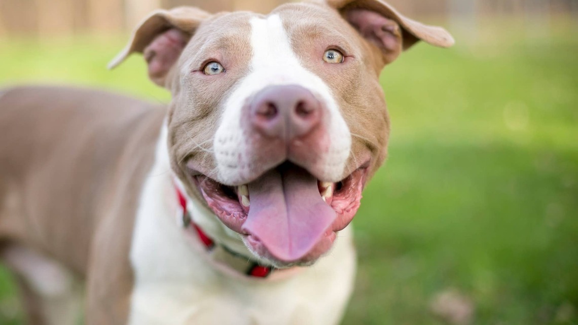 Nervous Deaf Dog Finally Found a Home-Then His New Parents Gave Him the One Thing He Was Missing 