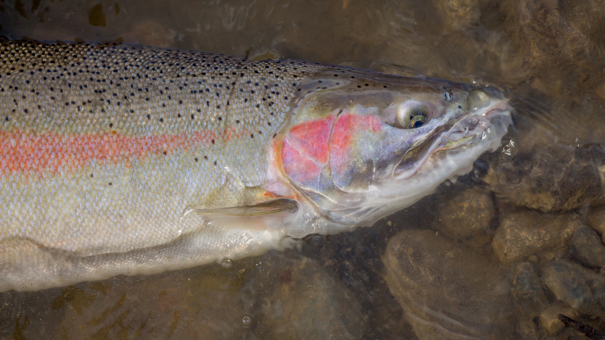 A close up of a male steelhead rainbow trout, partially submerged in the water, about to be released. (Dreamstime/TNS)