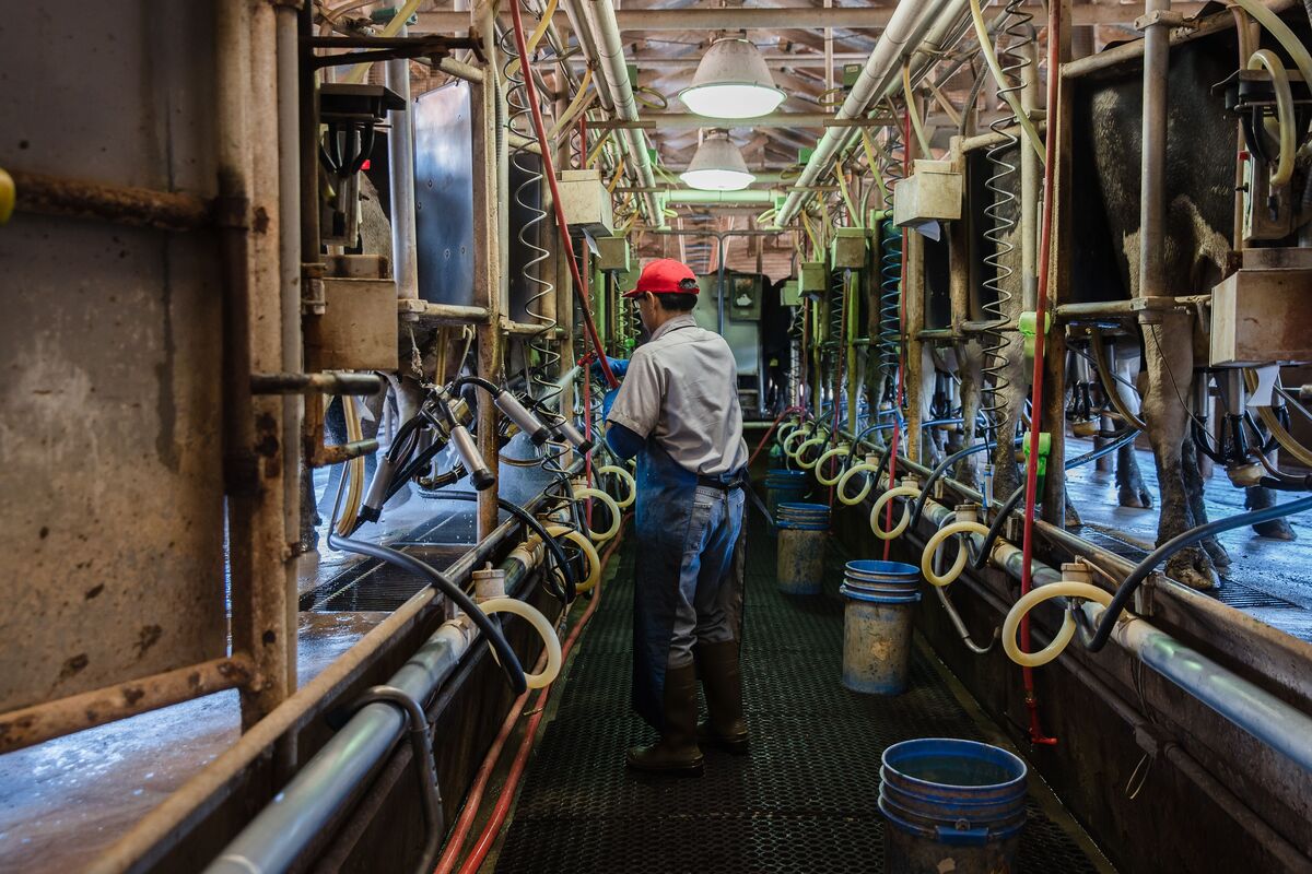  Raul (Che) Pedroza Cedillo milks Holstein cows at Frank Konyn Dairy Inc., on April 16, 2020, in Escondido, California. 