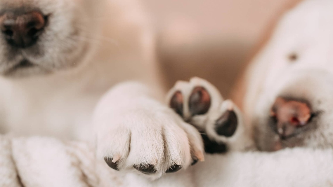 Rescue Mama Dog and Her Litter of Puppies Are the Best Reminder of Hope 