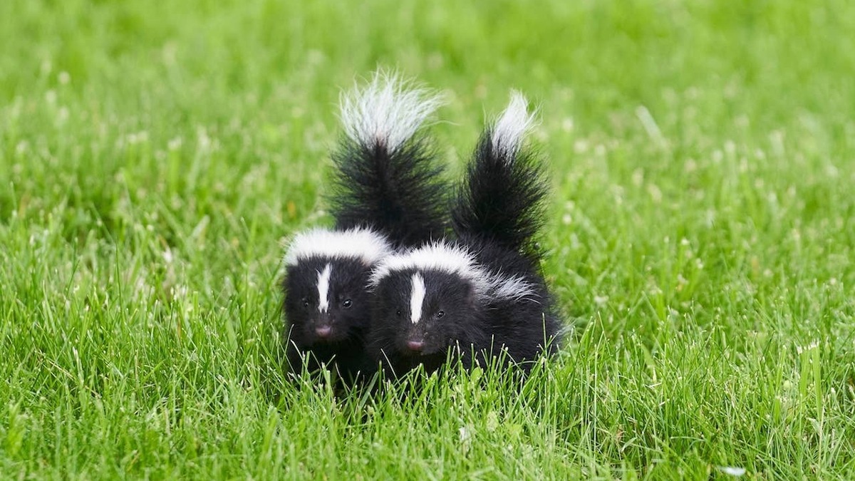 Two baby skunks in grass. 