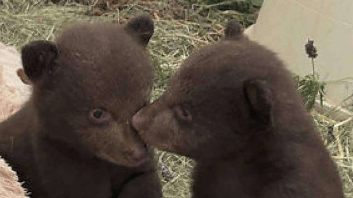 Blondie’s two cubs, photographed at 3 months, have made strides, according to Humane Society staff. (San Diego Humane Society/TNS)