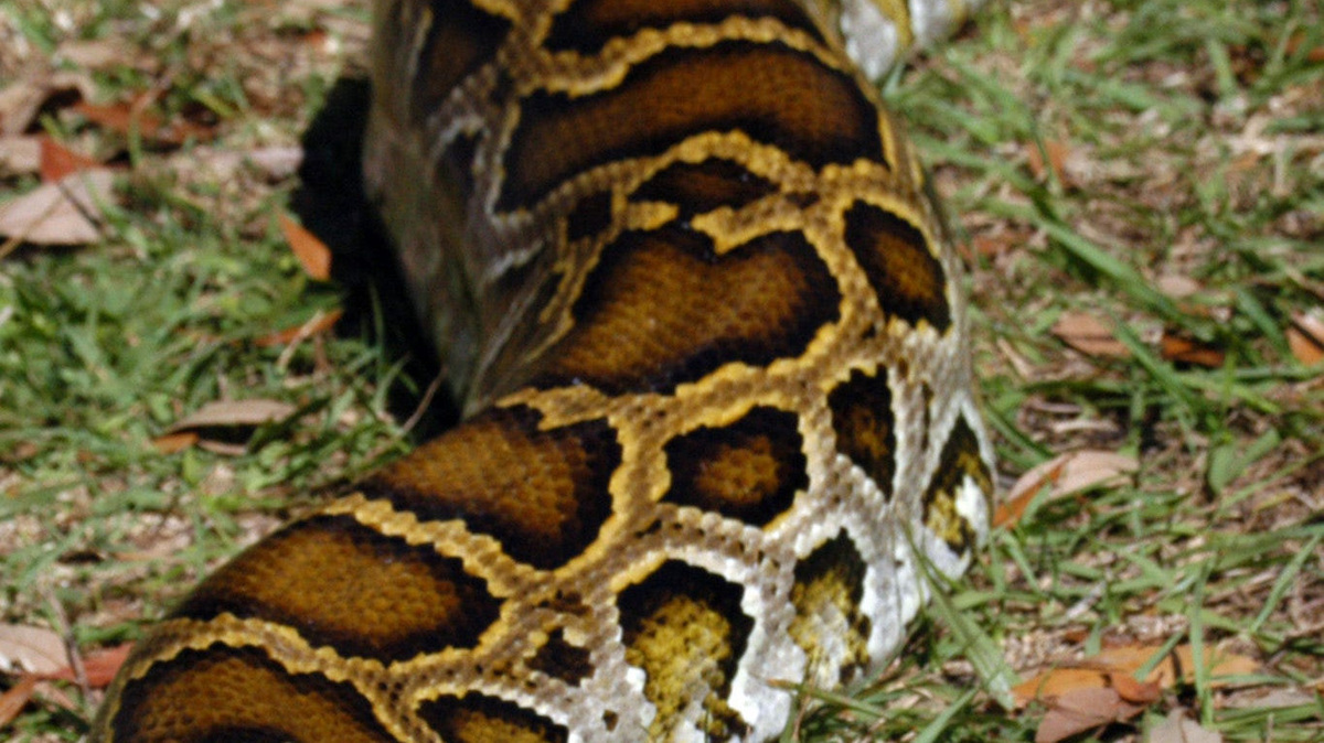 New tool intends to help python hunters. How much can they make ...
