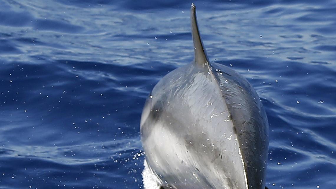 A sperm whale swims in the Mediterranean sea on July 23, 2014 off the coasts of Nice, southeastern France.  AFP PHOTO / VALERY HACHE        (Photo credit should read VALERY HACHE/AFP via Getty Images)