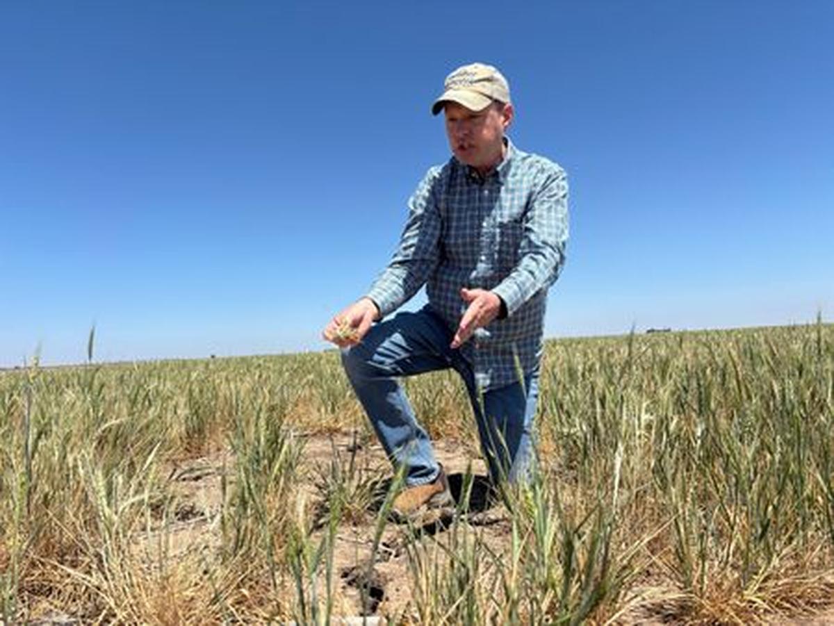 Scott Irlbeck inspects drought-hit wheat fields on his farm in Tulia, Texas, U.S.,  April 21, 2026. REUTERS/Tom Polansek
