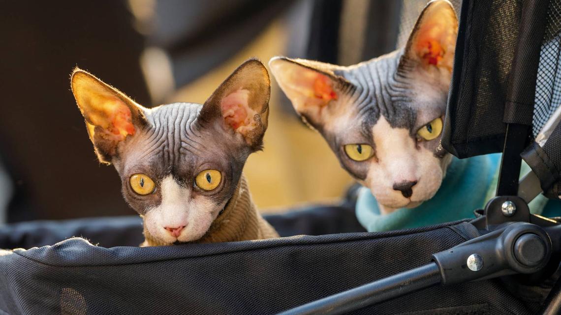 Duo of Playful Sphynx Cats Are Rightfully Obsessed with their Indoor Alpaca 