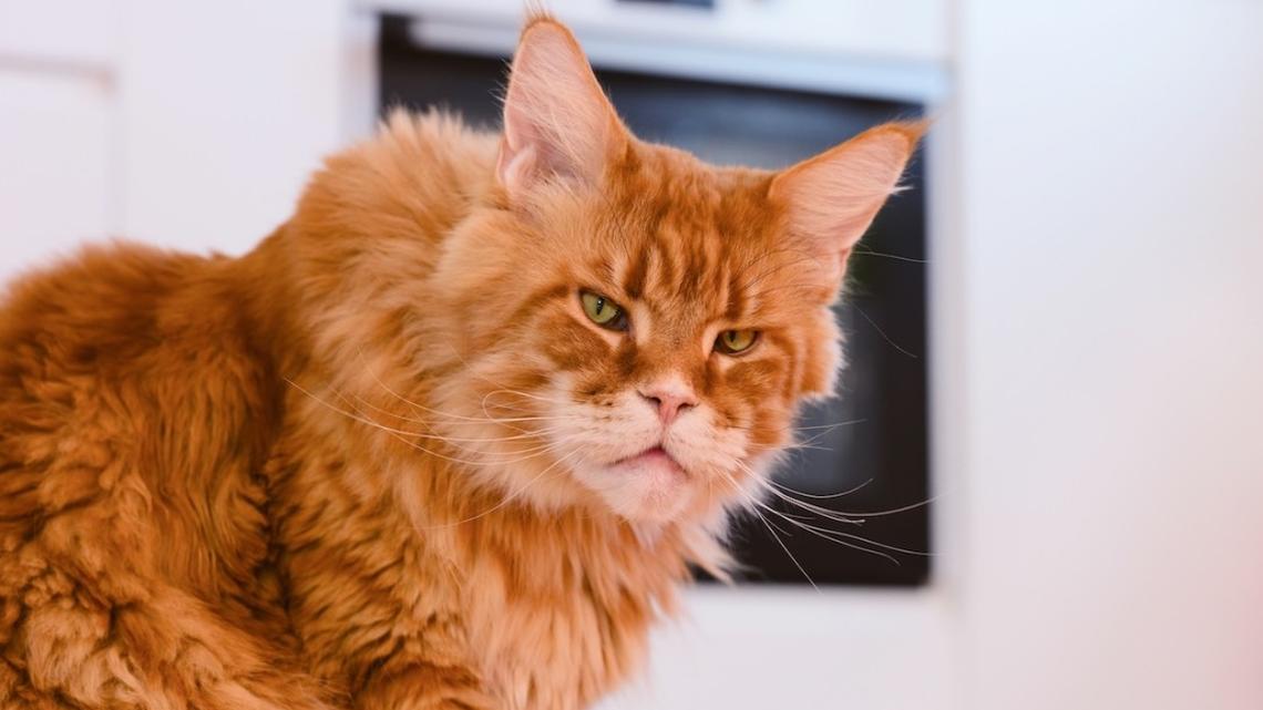 Orange Cat Figures Out How To Open a Crockpot Because of Course He Did 