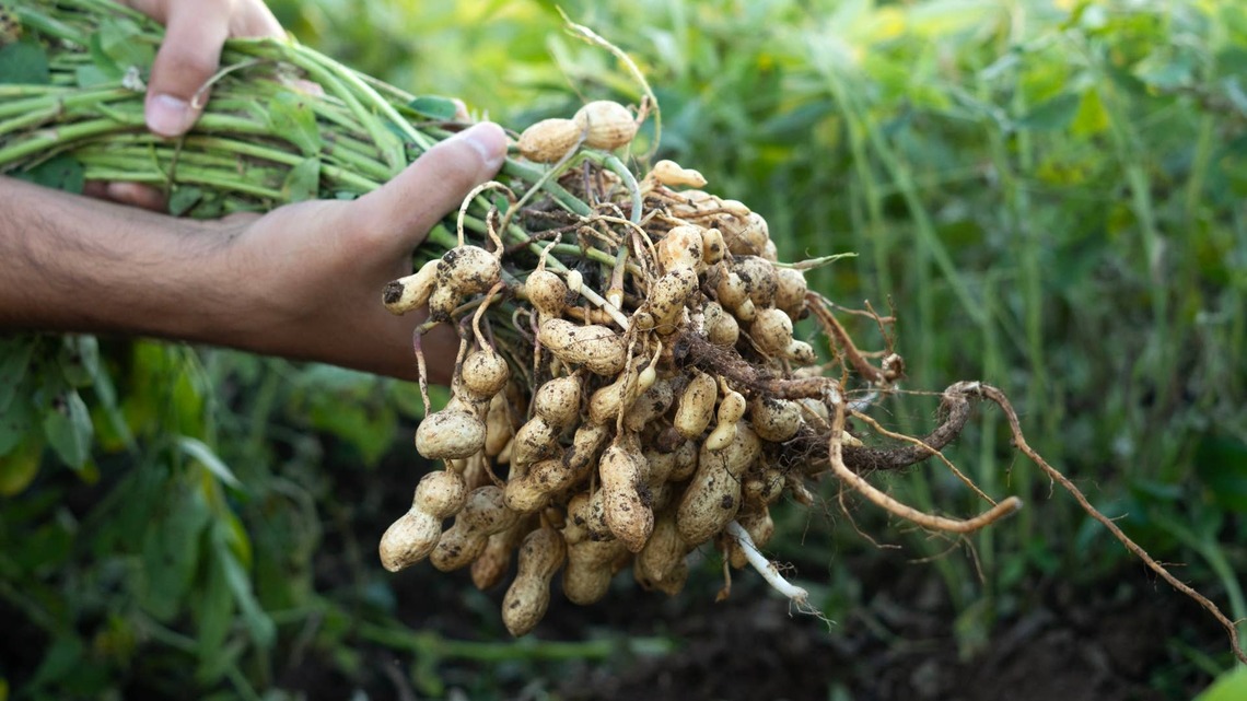 Older Adults Ate Peanuts Every Day and Scientists Found a Surprising Brain Effect 