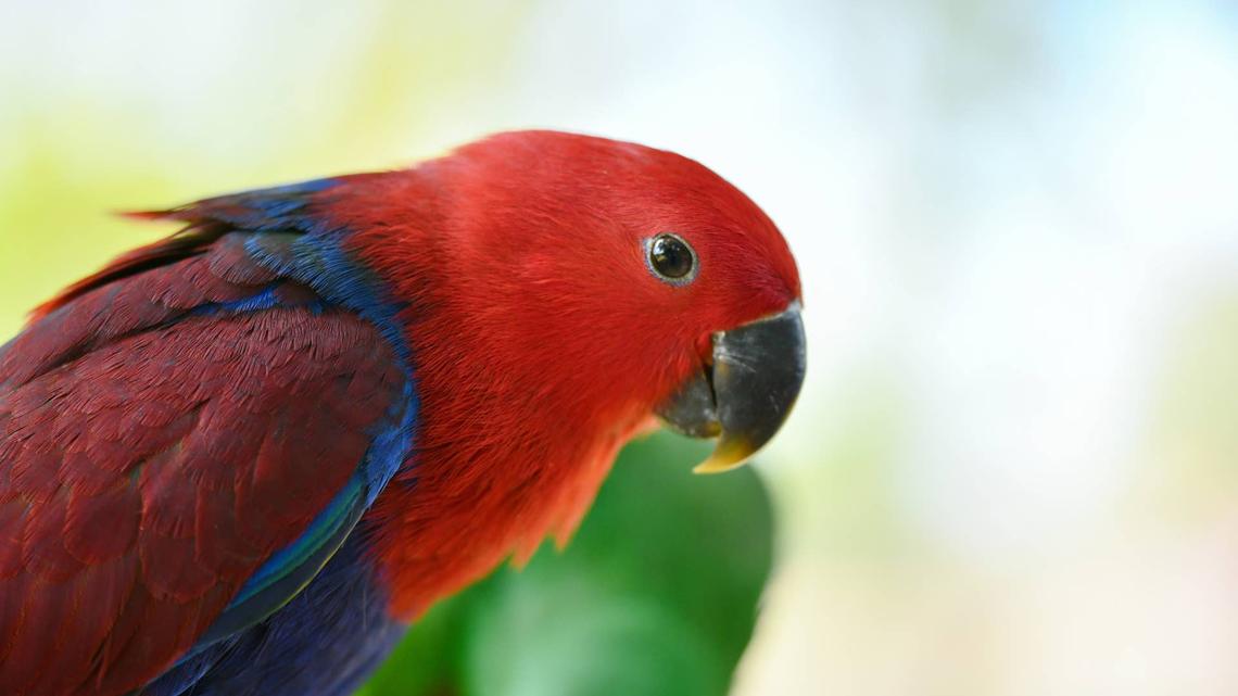 This Chatty Parrot Has a Unique Sound for Every Mood 