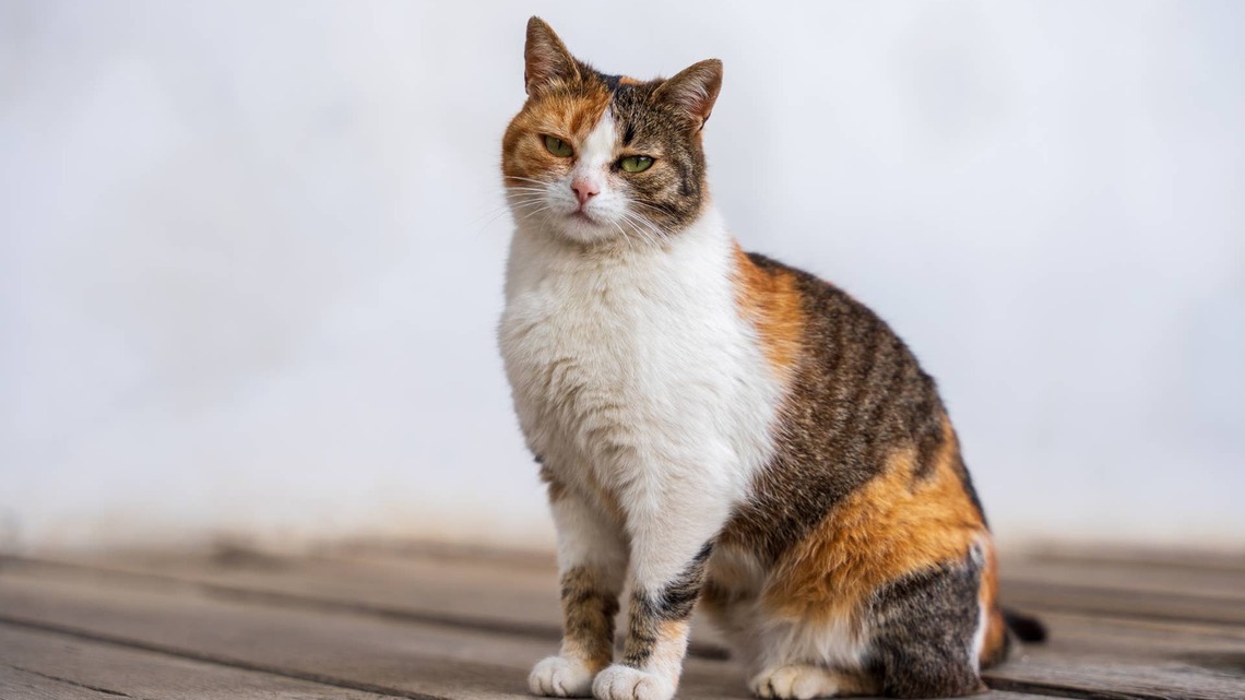 This Calico Cat Was Free at the Shelter, and Her Mom Has Zero Regrets