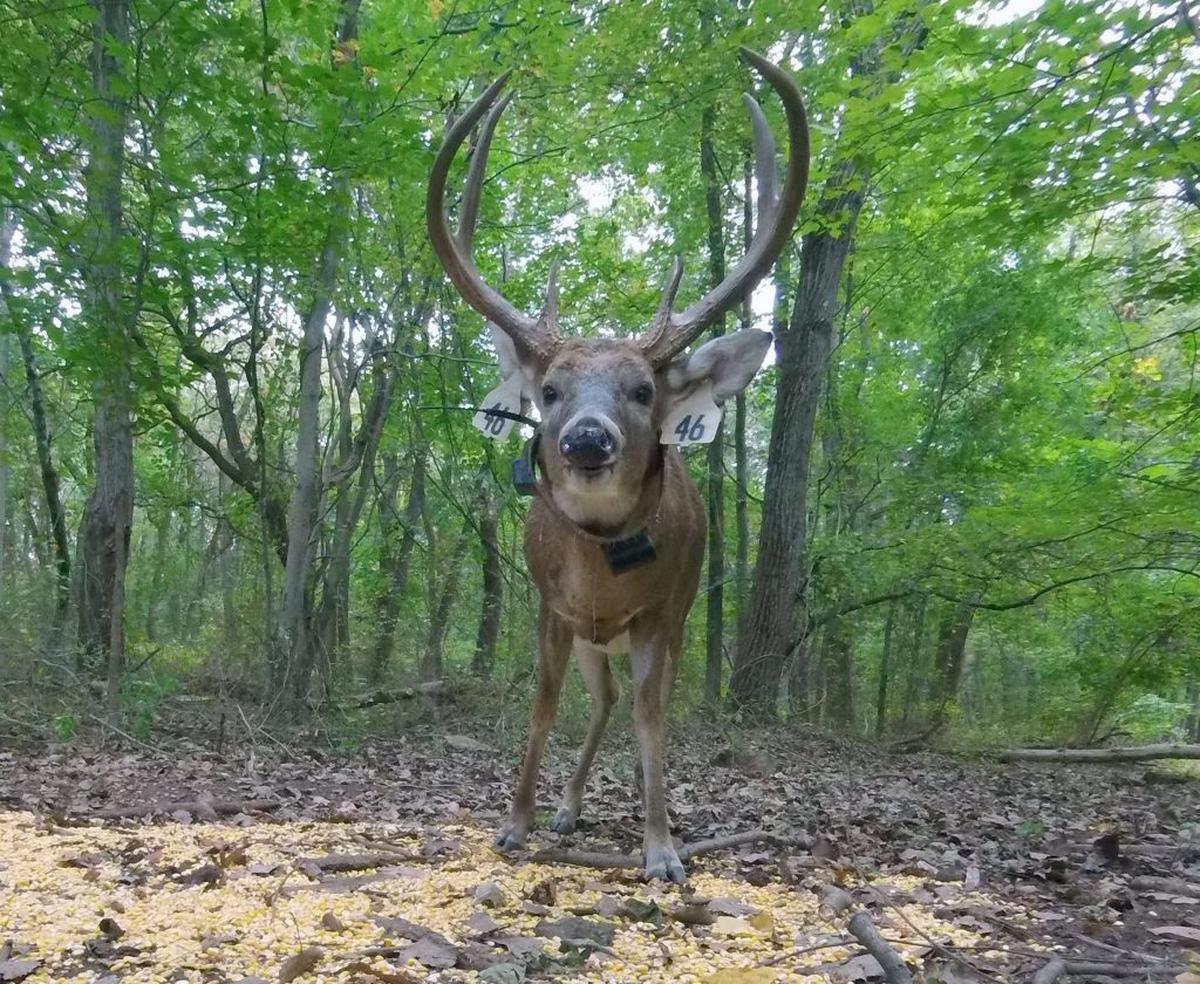  A white-tailed deer outfitted with a GPS tracking device peers into an automated camera trap in Staten Island, New York. (Dr. Dave Kenny via SWNS) 