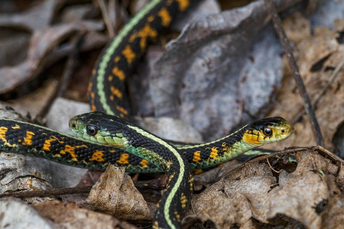  Snake sightings are most common in areas where water, prey, and shelter overlap.