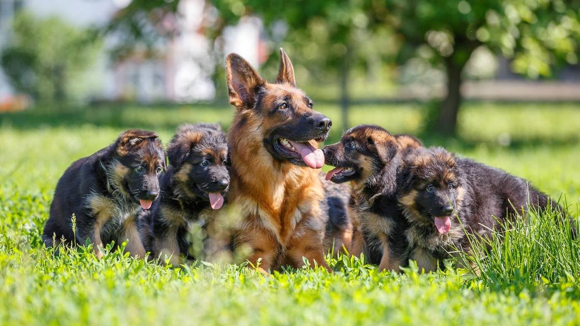 German Shepherd Mama Protects Her Newborn Pups Like a Guardian Angel 