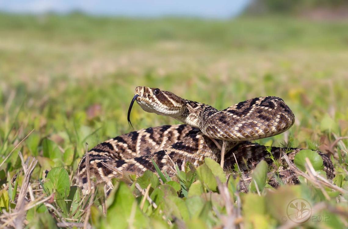  A diamondback rattlesnake in the grass in North Carolina. 