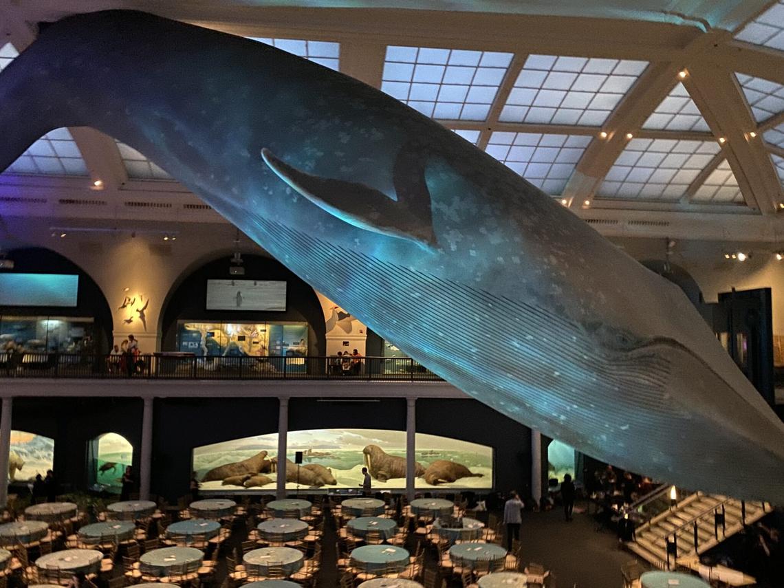  Bigger than your photo frame! The museum’s most famous resident is suspended from the ceiling! Photo credit: Cathy Bennett Kopf 