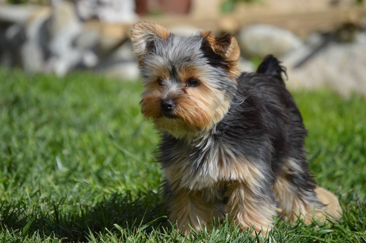  A Teacup Yorkie outside.
