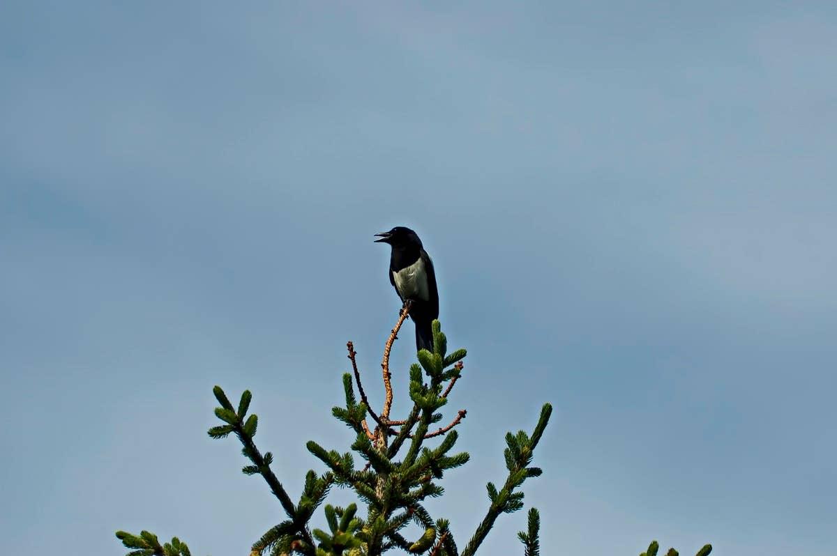  A crow sitting at the top of a tree, signaling good luck. 