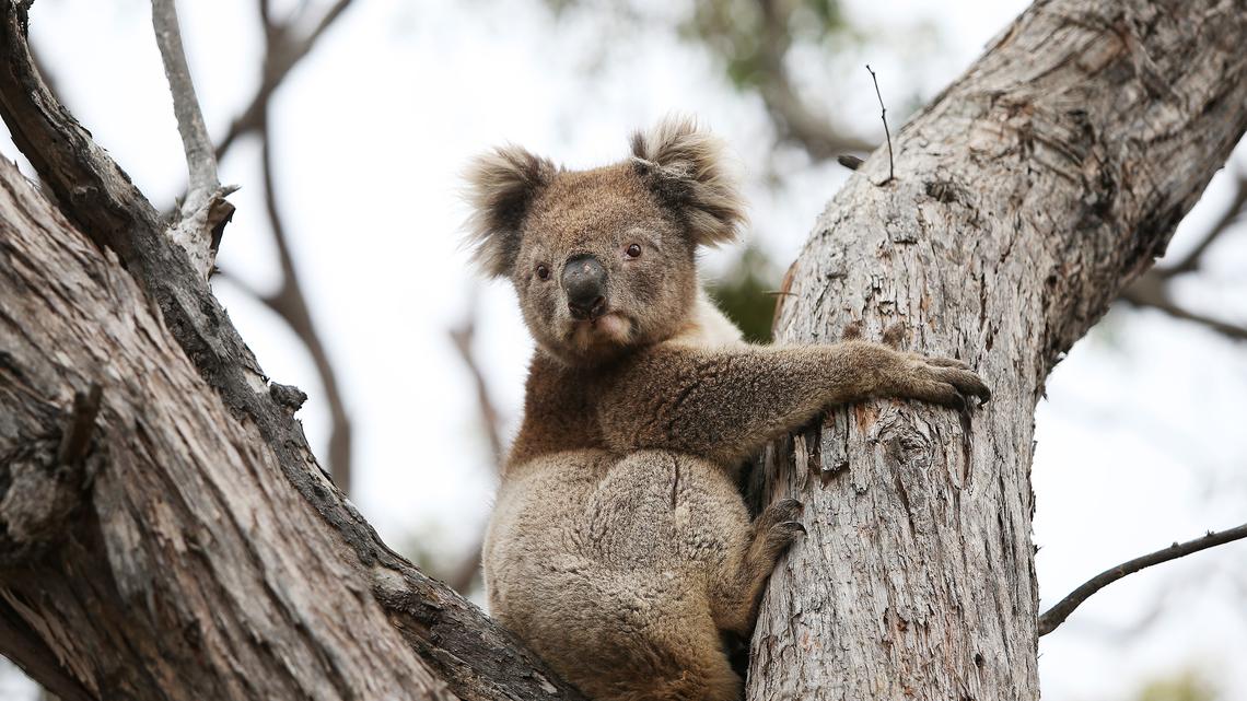 Can popular, friend-shaped koalas pull off genetic comeback? 