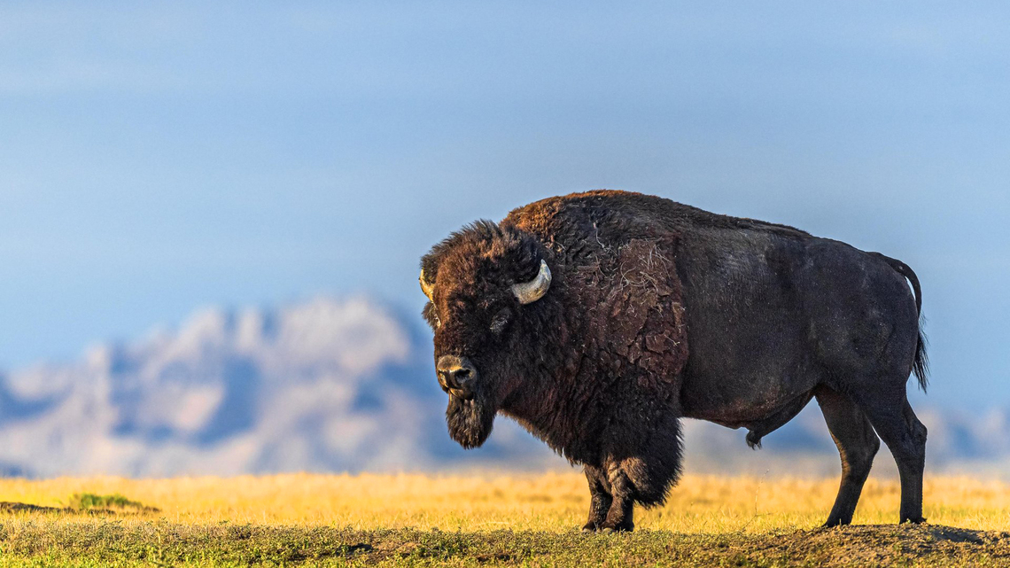 Our Wild West journey