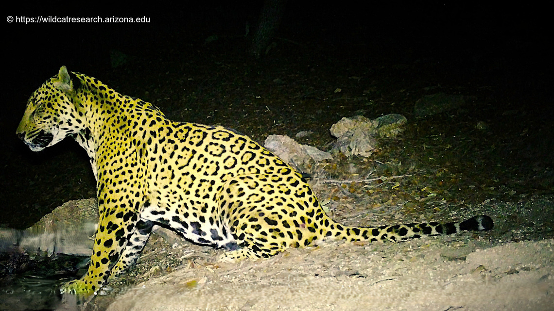 Another jaguar spotted on Arizona border. Is it an elusive female cat? 