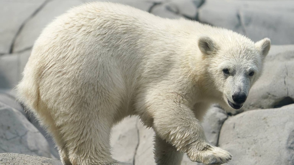 Baby Polar Bear Drives Mom Crazy, and Every Parent Can Relate