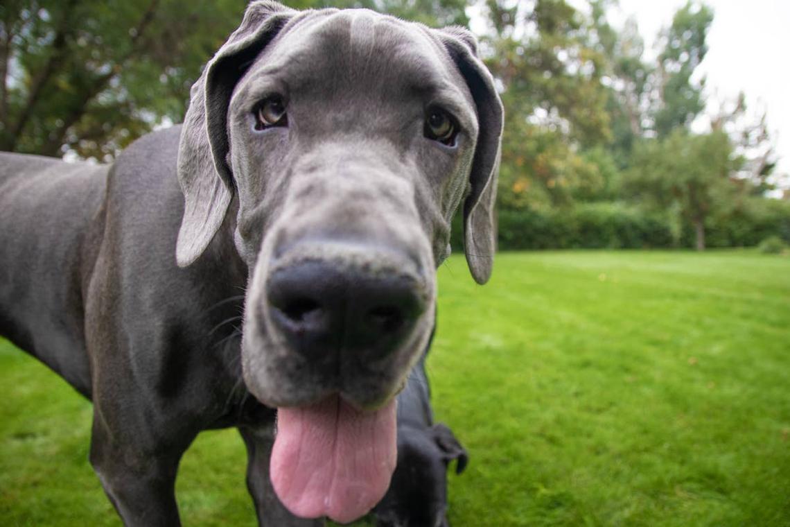  Great Dane Image via Shutterstock/Darksteel Designs.