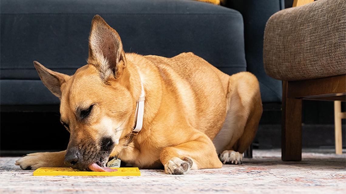 
        Healthy Habits Made Easy: Update Your Pet's Health and Wellness Routine Without Fuss
       