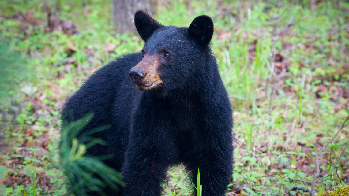 Mother bear attacks Snohomish County woman