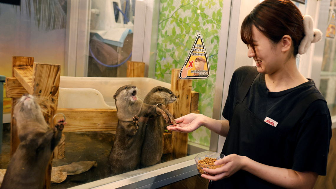 Japan to survey animal cafes for first time over welfare and disease concerns 