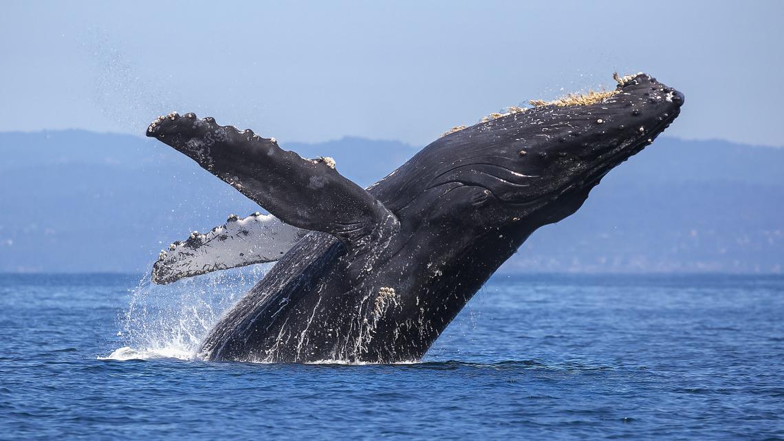 Windsurfer Smashes Into Whale in Wild Footage