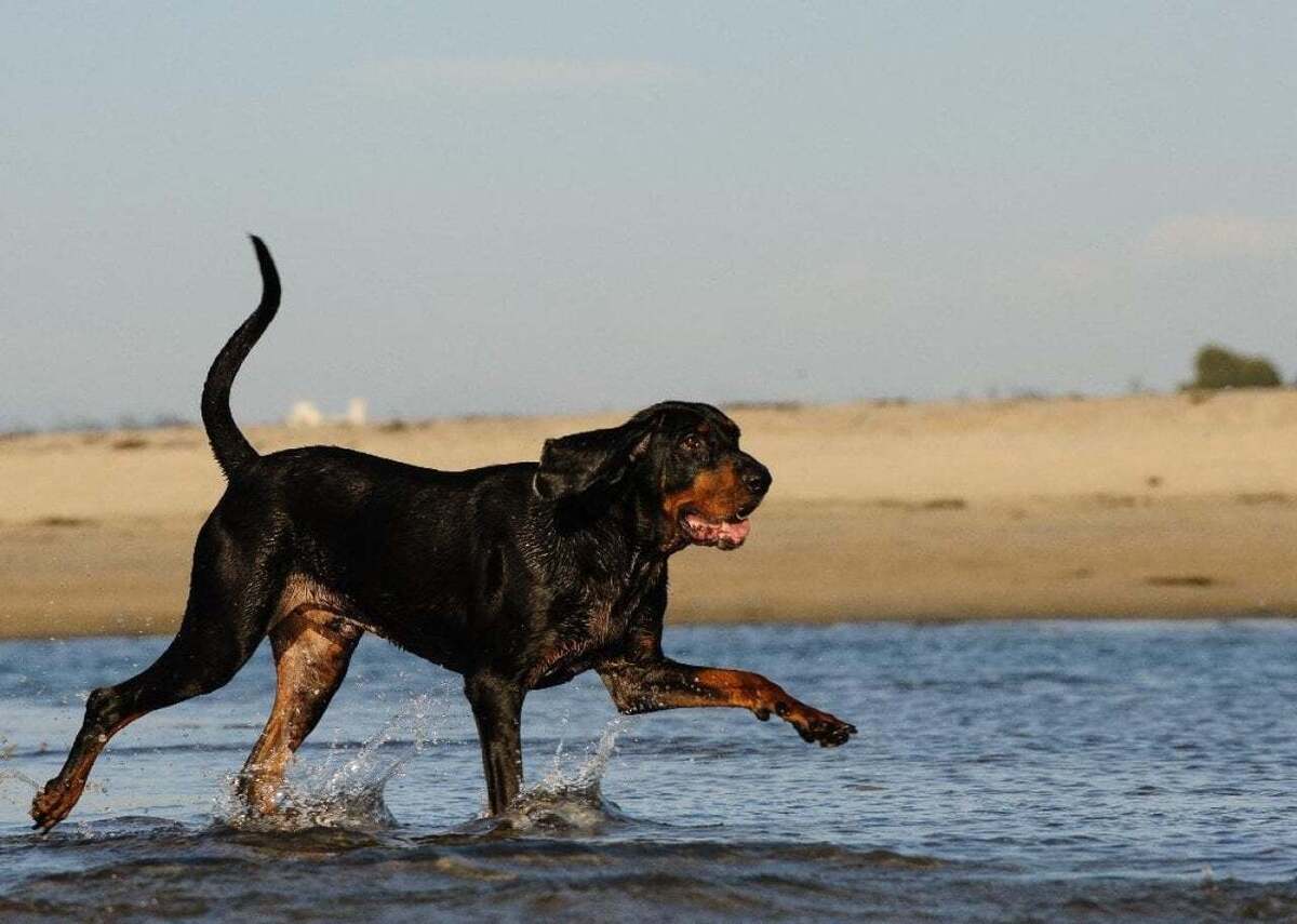  everydoghasastory // Shutterstock 