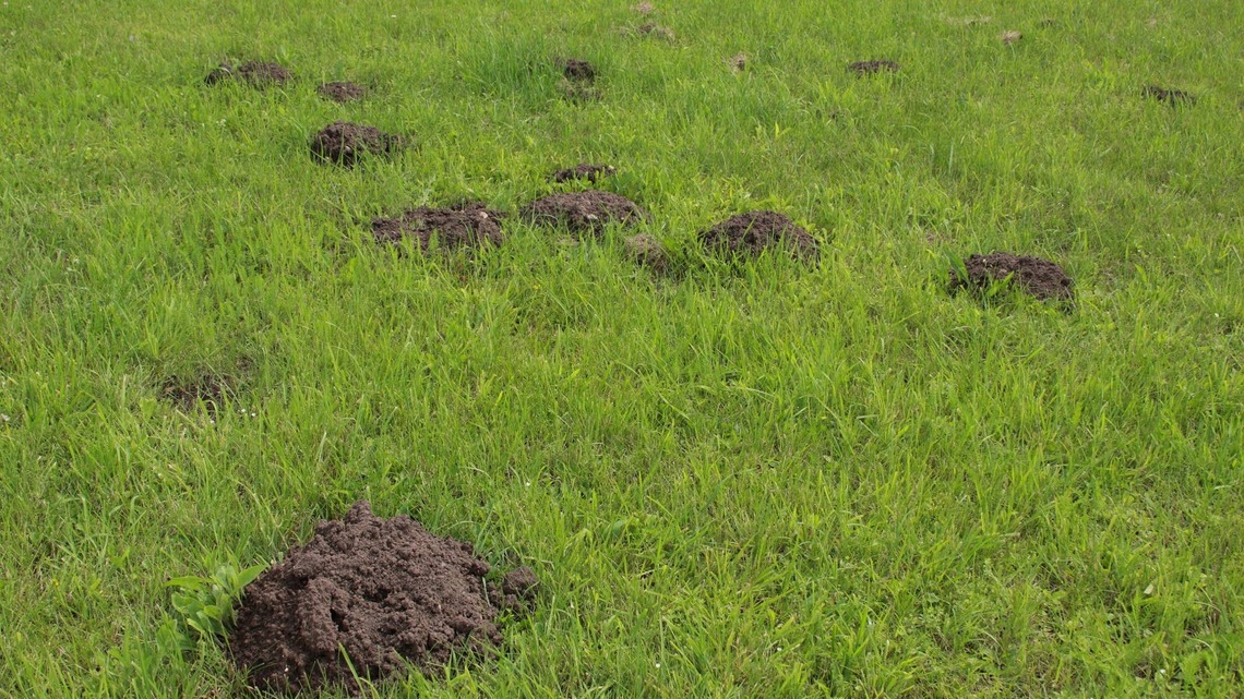 What Are These Holes in My Yard? 6 Common Culprits and How to Tell