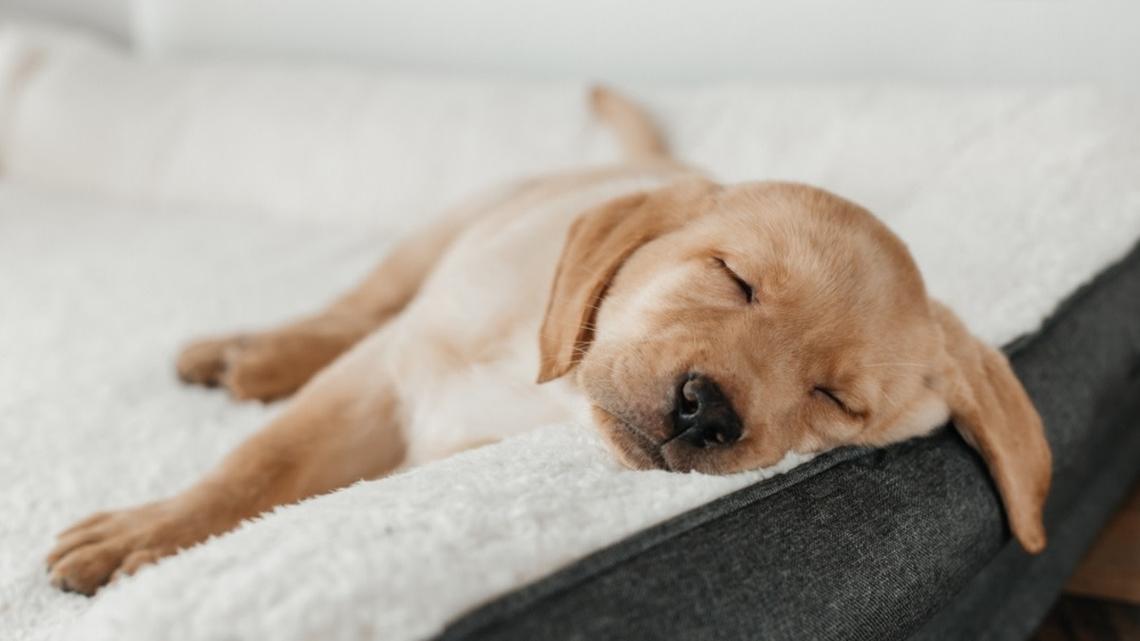 Yellow Lab Puppy Finds the Cutest Place to Nap in the Middle of a Renovated Kitchen Mess 