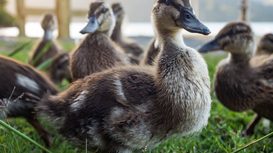 Ducklings Mistake the Berry Print on a Picnic Blanket for Real Food, and Everyone Feels for Them 