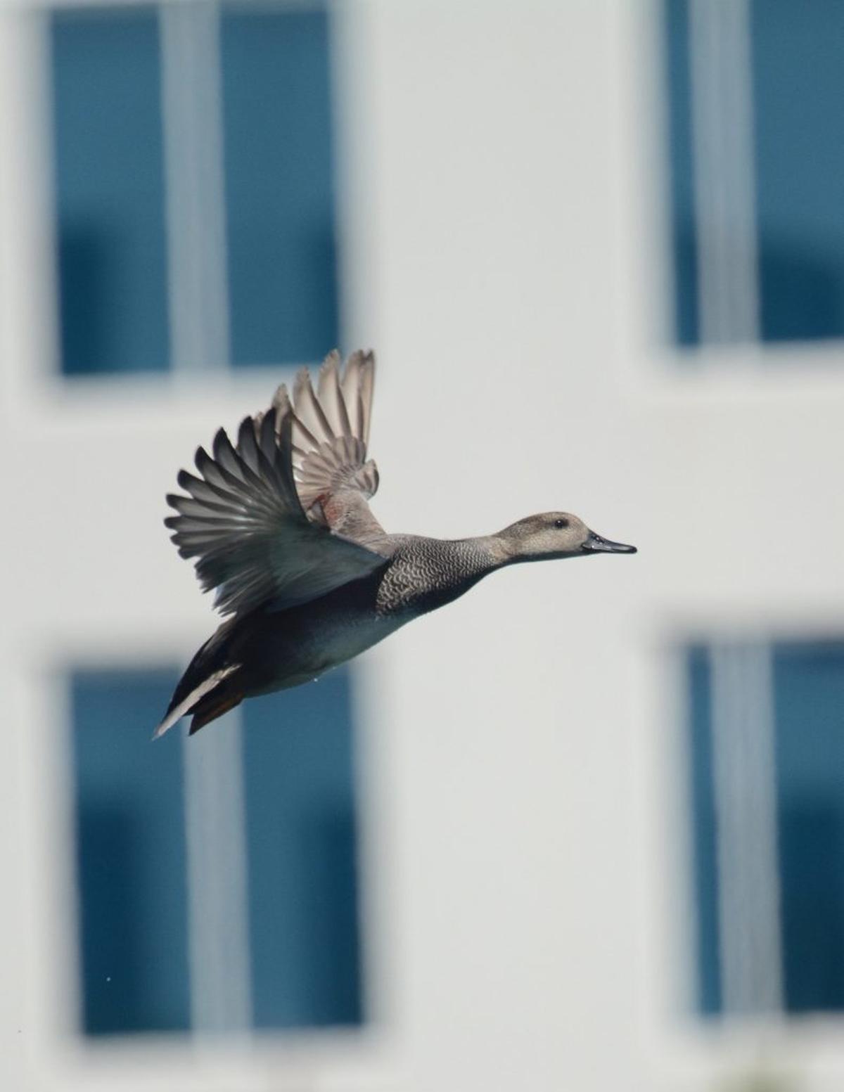  A gadwall flies through an urban landscape. (Jeremy Cohen via SWNS) 