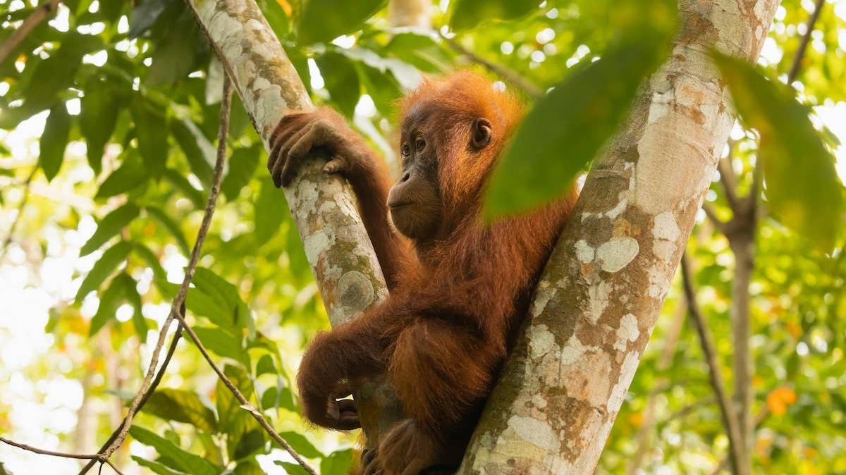 A young Sumatran Orangutan sits atop the trees. 