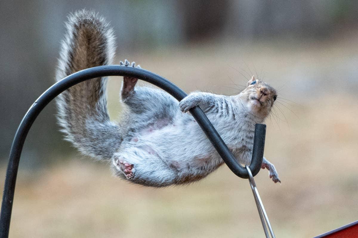  Physical barriers can help reduce squirrel damage in gardens and yards.