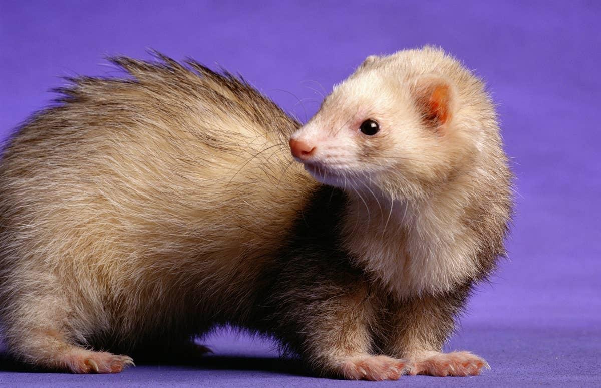  A female ferret looking in the distance.