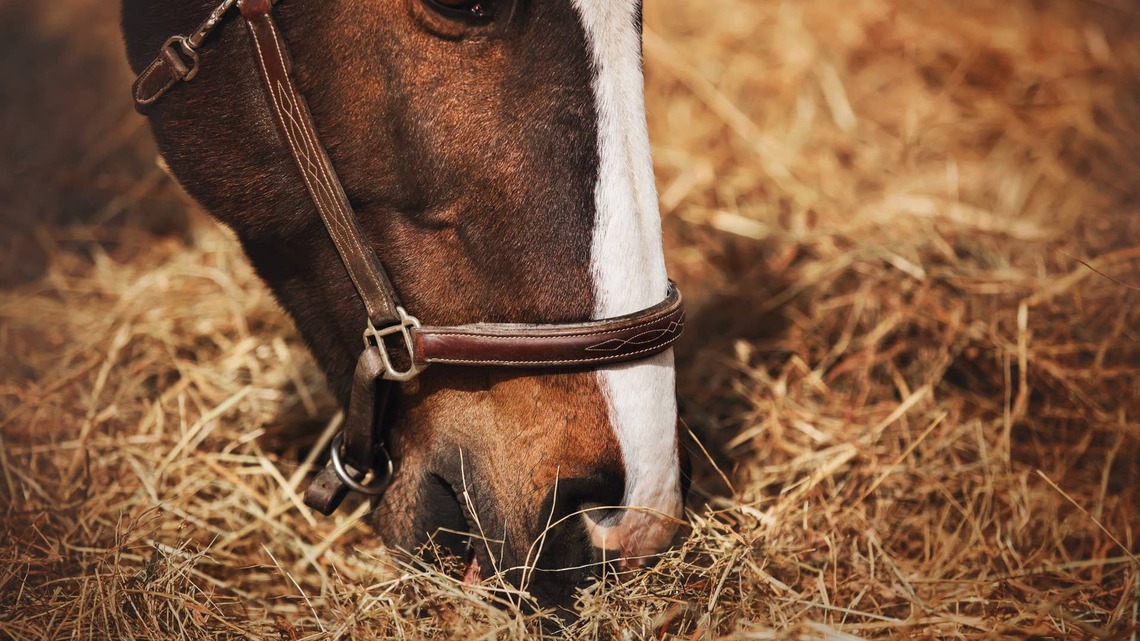 Trainer Suspended Through 2030 After Contaminated Hay Defense Falls Short 